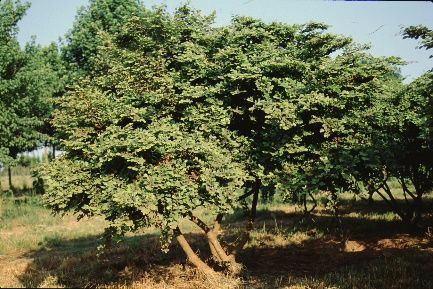 Full Form - Loropetalum chinensis: Chinese Fringe Bush