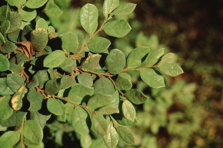 Leaf - Loropetalum chinensis: Chinese Fringe Bush
