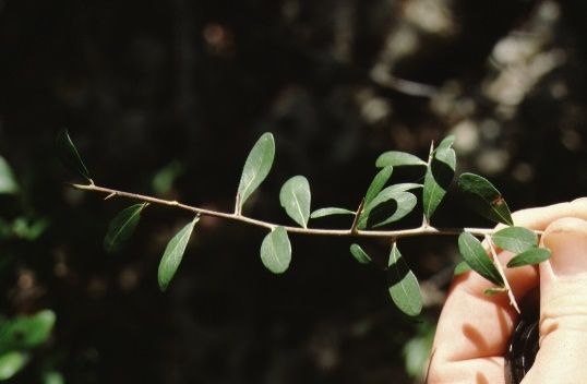 Leaf - Lycium carolinianum: Christmas Berry, Carolina Desert-thorn