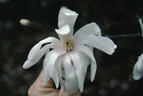 Flower - Magnolia kobus var. stellata 'Centennial': 'Centennial' Star Magnolia