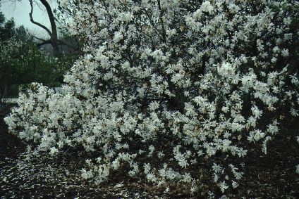 Full Form - Magnolia kobus var. stellata 'Royal Star': 'Royal Star' Star Magnolia