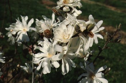 Flower - Magnolia kobus var. stellata 'Royal Star': 'Royal Star' Star Magnolia