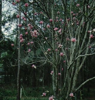 Full Form - Magnolia x soulangiana 'Coates': 'Coates' Saucer Magnolia