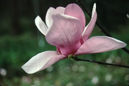 Flower - Magnolia x soulangiana 'Coates': 'Coates' Saucer Magnolia
