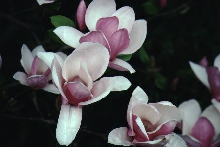 Full Form - Magnolia x soulangiana 'Lennei': 'Lennei' saucer magnolia.