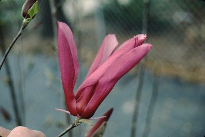 Flower - Magnolia x soulangiana 'Orchid': ‘Orchid’ Saucer Magnolia