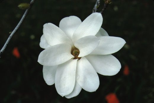 Flower - Magnolia x soulangiana 'Pristine': 'Pristine' Saucer Magnolia