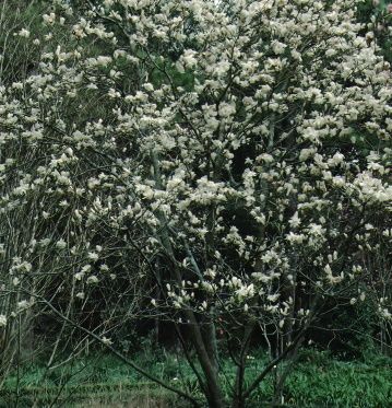 Full Form - Magnolia x soulangiana 'Pristine': 'Pristine' Saucer Magnolia