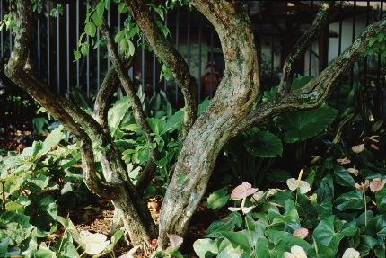 Bark - Malpighia glabra: Barbados Cherry, Wild Crapemyrtle