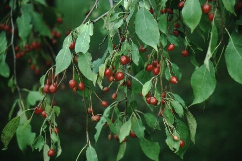 Leaf and Fruit - Malus x 'Red Jade': 'Red Jade' Crabapple