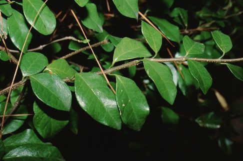 Leaf - Michelia doltsopa x figo 'Allspice': Allspice Banana Shrub