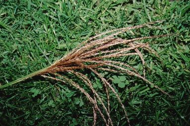 Flower - Miscanthus sinensis 'Gracillimus': Gracillimus Maiden Grass