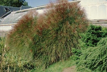 Full Form - Miscanthus sinensis 'Gracillimus': Gracillimus Maiden Grass
