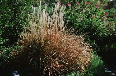 Full Form - Miscanthus sinensis 'Purpurascens': 'Purpurascens’ Japanese Silver Grass