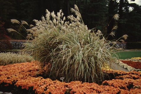 Full Form - Miscanthus sinensis 'Silverbell': ‘Silverbell' Japanese silver grass.