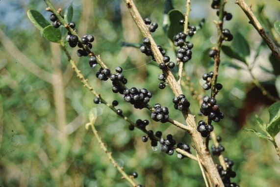 Fruit - Myrsine guianensis: Rapanca, Myrsine
