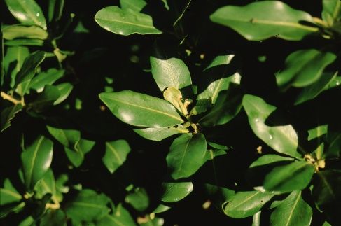 Leaf - Myrsine guianensis: Rapanca, Myrsine