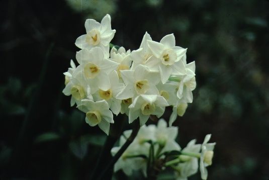 Flower - Narcissus spp.: Daffodil, Narcissus
