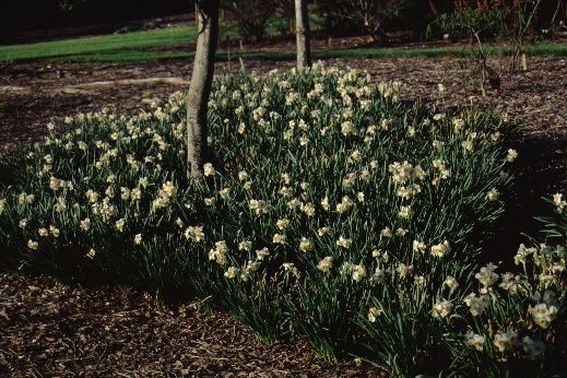 Full Form - Narcissus spp.: Daffodil, Narcissus
