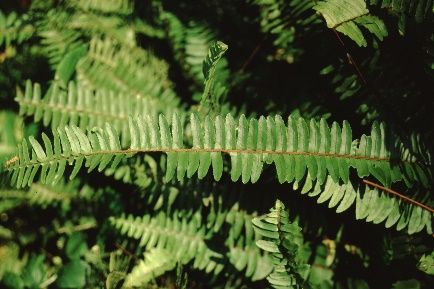 Leaf - Nephrolepis exaltata: Boston Fern, Sword Fern