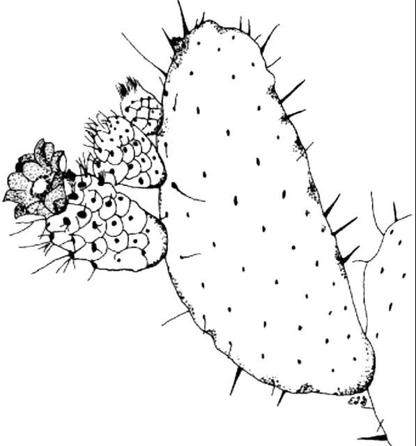Figure 1. Prickly pear cactus