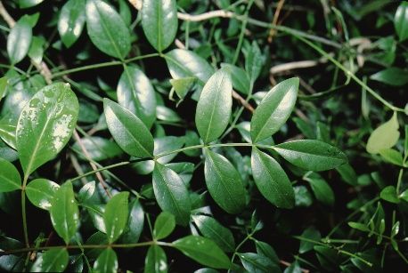 Full Form - Pandorea jasminoides: Bower plant, bower vine.