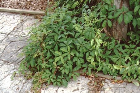 Full Form - Parthenocissus quinquefolia: Virginia Creeper