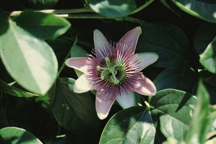 Flower - Passiflora edulis: Passion Fruit, Purple Granadilla