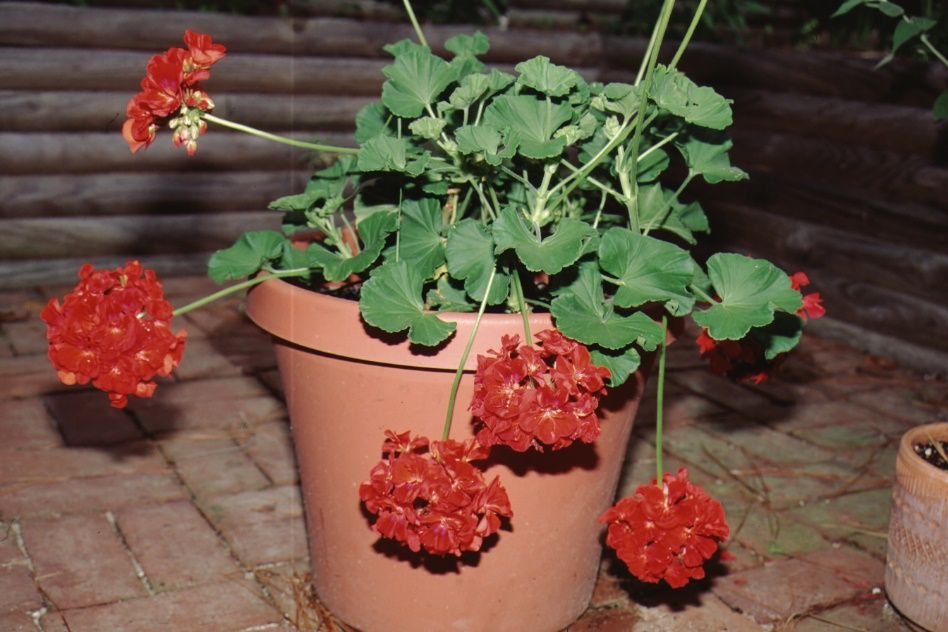 Flower - Pelargonium x hortorum: Geranium