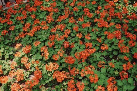 Full Form - Pelargonium x hortorum 'Orange Appeal': 'Orange Appeal' Geranium