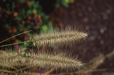 Flower - Pennisetum alopecuroides 'Hameln': Dwarf Fountain Grass, Australian Fountain Grass