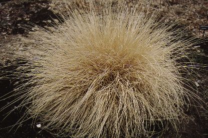 Full Form, Fall Color - Pennisetum alopecuroides 'Hameln': Dwarf Fountain Grass, Australian Fountain Grass
