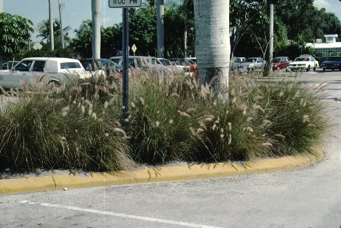 Full Form - Pennisetum setaceum: Tender Fountain Grass