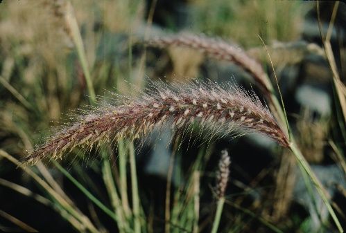 Flower - Pennisetum setaceum: Tender Fountain Grass