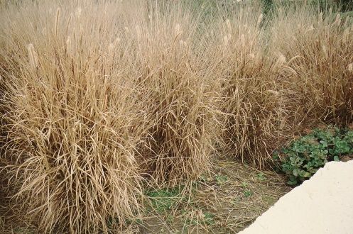 Full Form, Fall Color - Pennisetum setaceum: Tender Fountain Grass