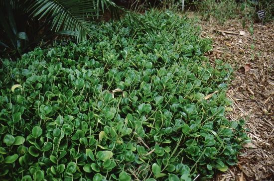 Full Form - Peperomia obtusifolia: Peperomia, Baby Rubber Plant