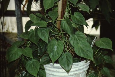 Full Form - Philodendron scandens: Heart Leaf Philodendron