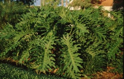 Full Form - Philodendron selloum: Selloum, philodendron selloum.