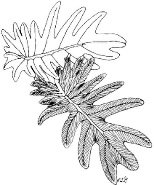 FPS474/FP474 Philodendron x 'Xanadu' 'Xanadu' Philodendron