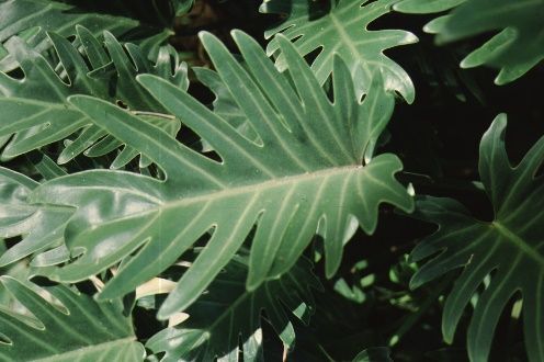 Leaf - Philodendron x 'Xanadu': 'Xanadu' Philodendron