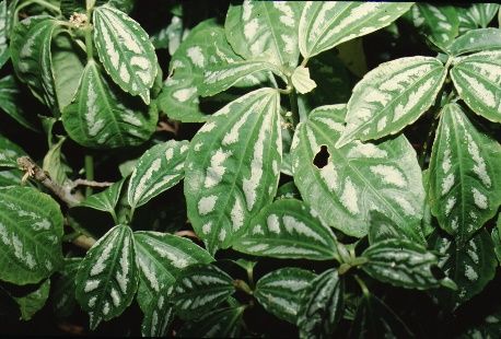 Leaf - Pilea cadierei: Aluminum Plant