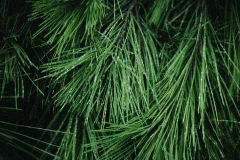 Leaf - Pinus densiflora 'Pendula': Weeping Japanese Red Pine