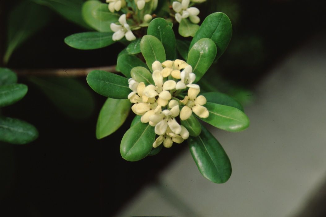 Flower - Pittosporum tobira: Japanese Pittosporum, Japanese cheesewood