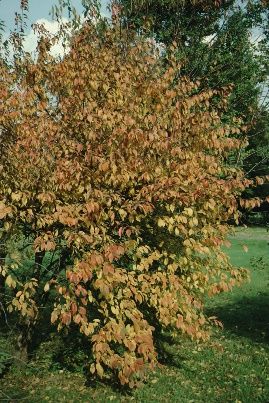 Full Form, Fall Color - Prunus americana: American Plum