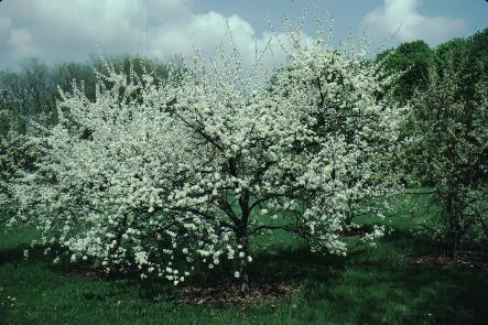 Full Form - Prunus americana: American Plum
