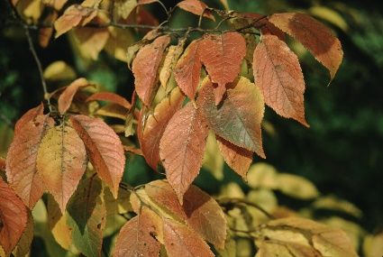 Leaf, Fall Color - Prunus americana: American Plum