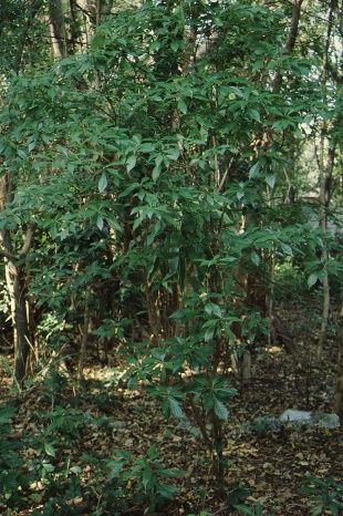 Full Form - Psychotria nervosa: Wild Coffee