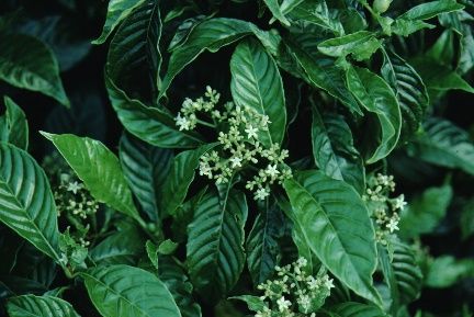 Leaf and Flower - Psychotria nervosa: Wild Coffee