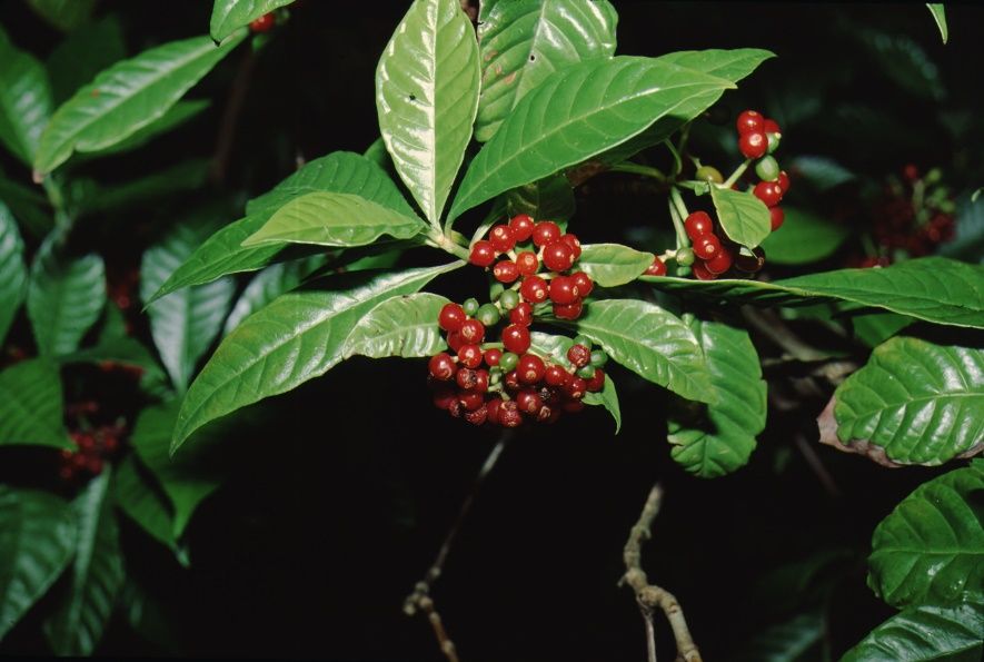 Fruit - Psychotria nervosa: Wild Coffee