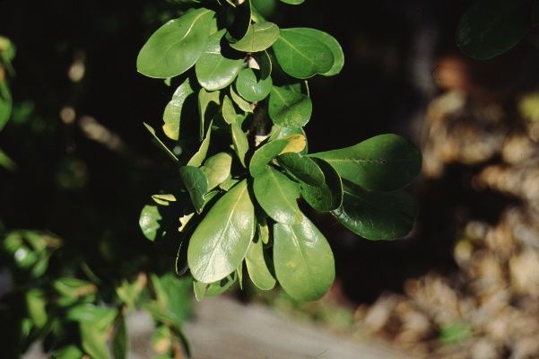 Leaf - Randia aculeata White Indigoberry